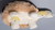 Alpaca Fur Turtle Small 4" tall fur to fur - Assorted Color - 15961614