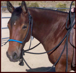 B & H Natural Hackamore with optional Wrapped Noseband in Blue.