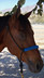 Extra Firm Rope Halter shown with Optional Braided Noseband in Pacific Blue.