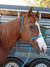 B & H Stiff Rope Halter With 4 Knots On The Noseband (one on each side and two towards the center of the noseband). Compare to Your Favorite Down Under Clinicians Halter. All stiff rope halters will be made with 4 knots on the noseband unless ordering foal and weanling sizes, then it will be made with 2 knots. All stiff rope halters ordered with optional braided nosebands will have two knots to allow for the braiding in between the knots. 