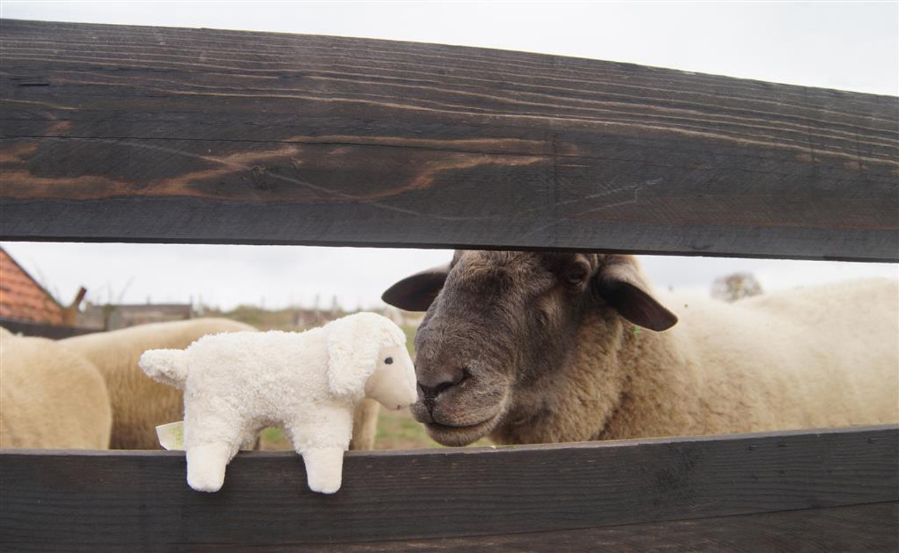 ゼンガーナチュウェルトSENGER animal Sheep large Senger Naturwelt Stuffed Animal - Baby Sheep– Odin Parker