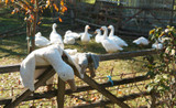 Senger Naturwelt Goose