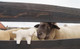 Senger Naturwelt Animal Kid - Sheep