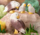 Ostheimer Bald Eagle Standing Bird