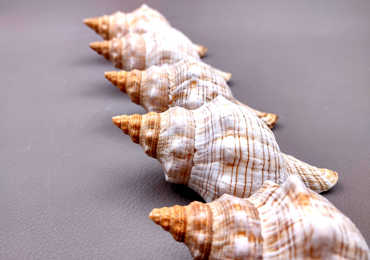 Small Fox Seashell Striped Fasciolaria Trapezium (3 shells approx. 2 ...