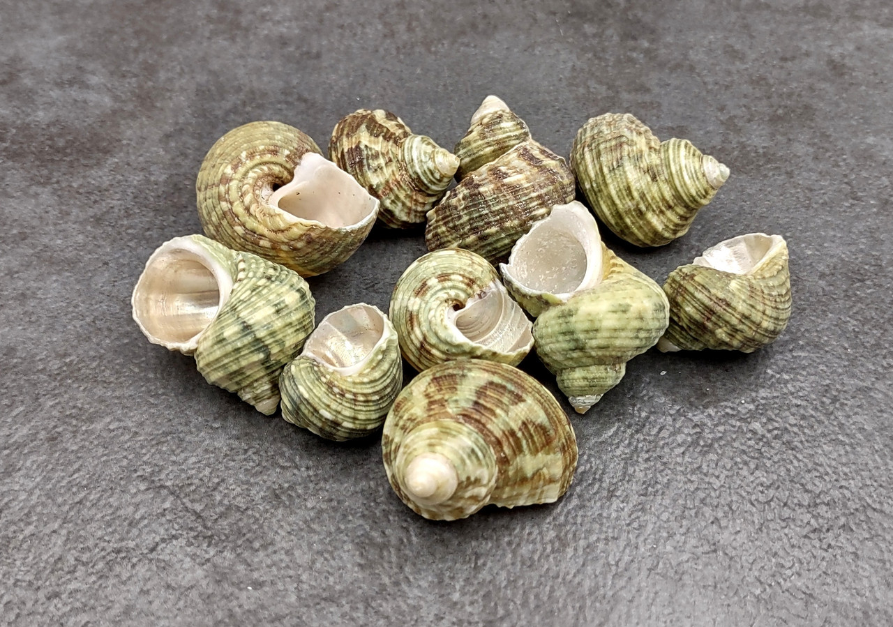 Jade Green Turbo Seashells Turbo Brunneus (10 shells approx. 1+ inches) Natural Green Shells for Hermit Crab Home Display & Collecting!