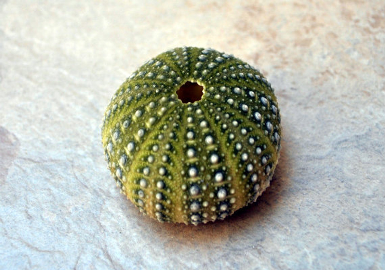 sea urchins for sale