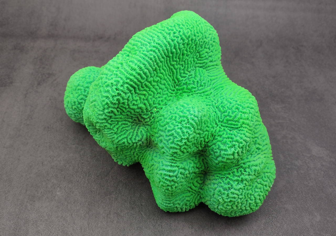 Bright Green FAUX Brain Coral Lobophyllia Hemprichii (1 FAKE Coral