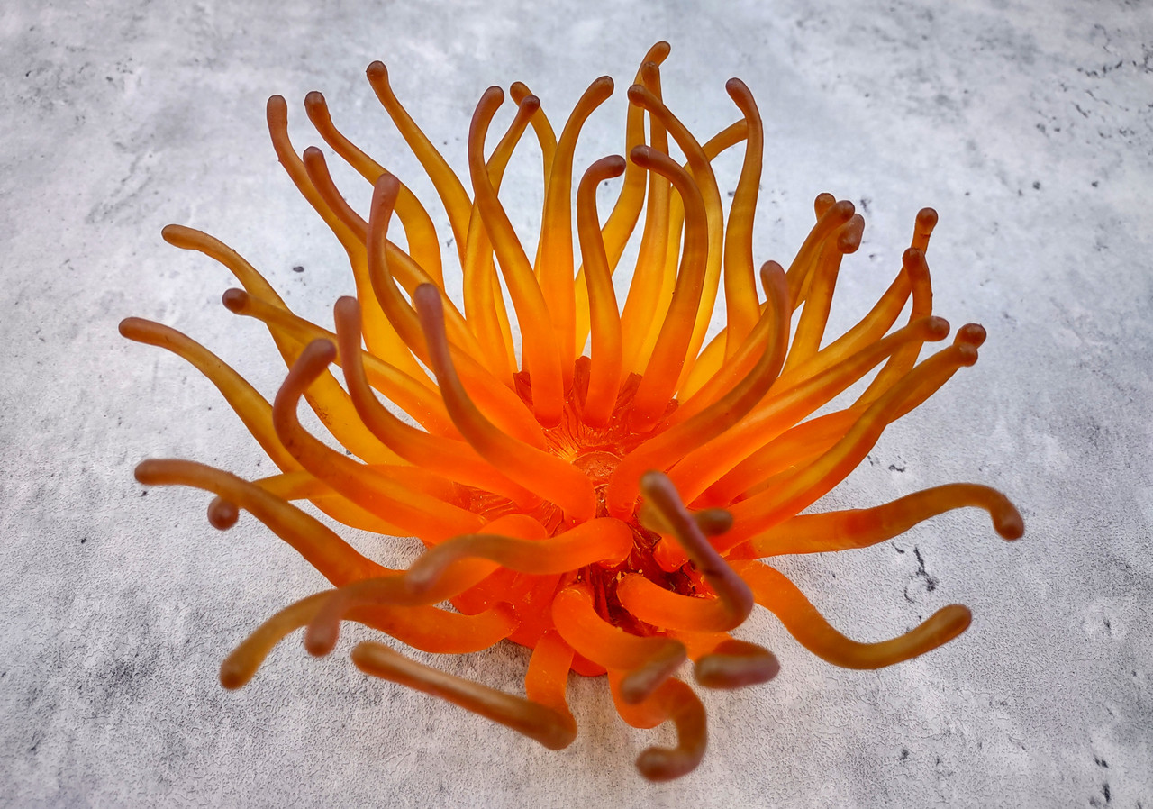 Orange FAUX Anemone Condylactis Gigantea (1 FAKE Anemone approx. 6Wx3Dx6T inches) Unique coral for any coastal display!