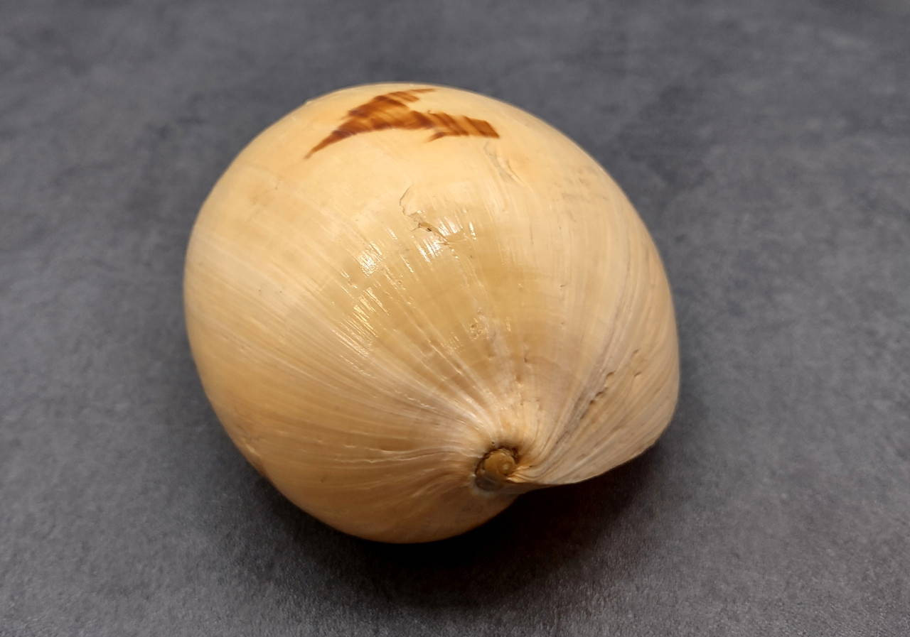 Large Indian Melo Volute Seashell Voluta Melo (1 shell approx. 5+