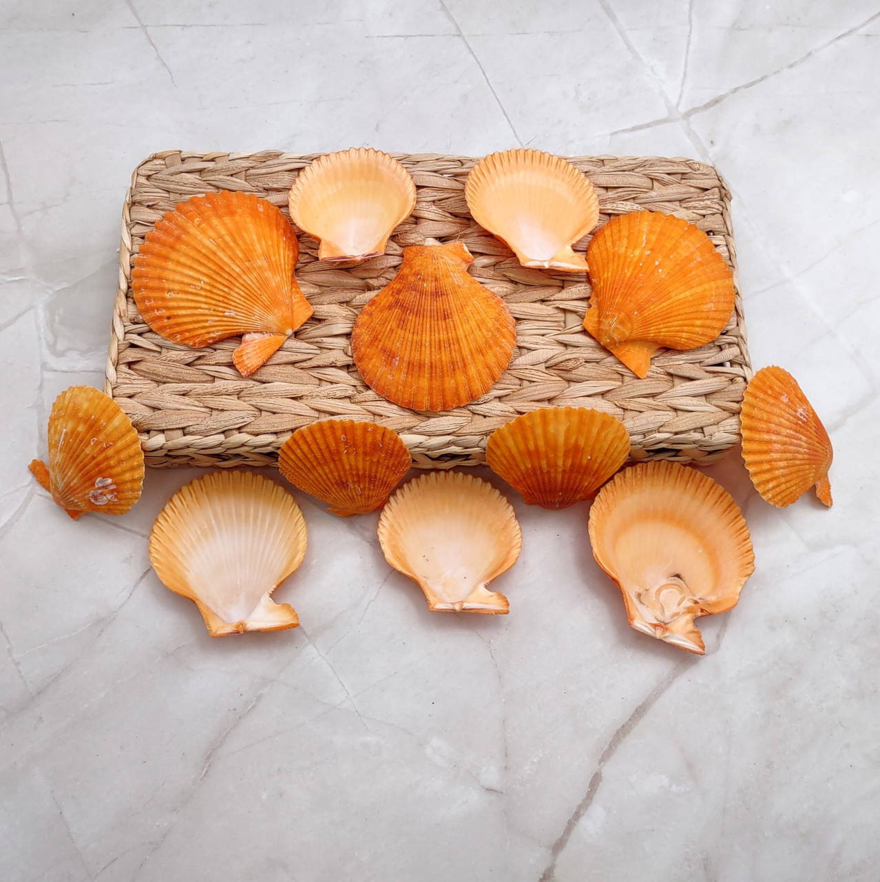 Pumpkin Orange Scallop Seashell Halves Noble Pecten Nobolis (Approx ...