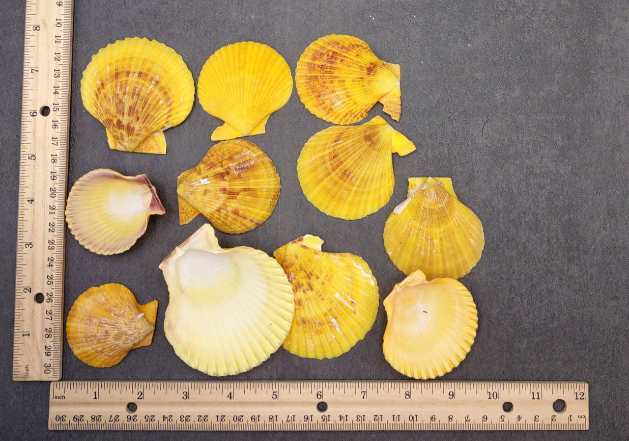 Golden Yellow Scallop Shell Halves Noble Pecten Nobolis (Approx ...