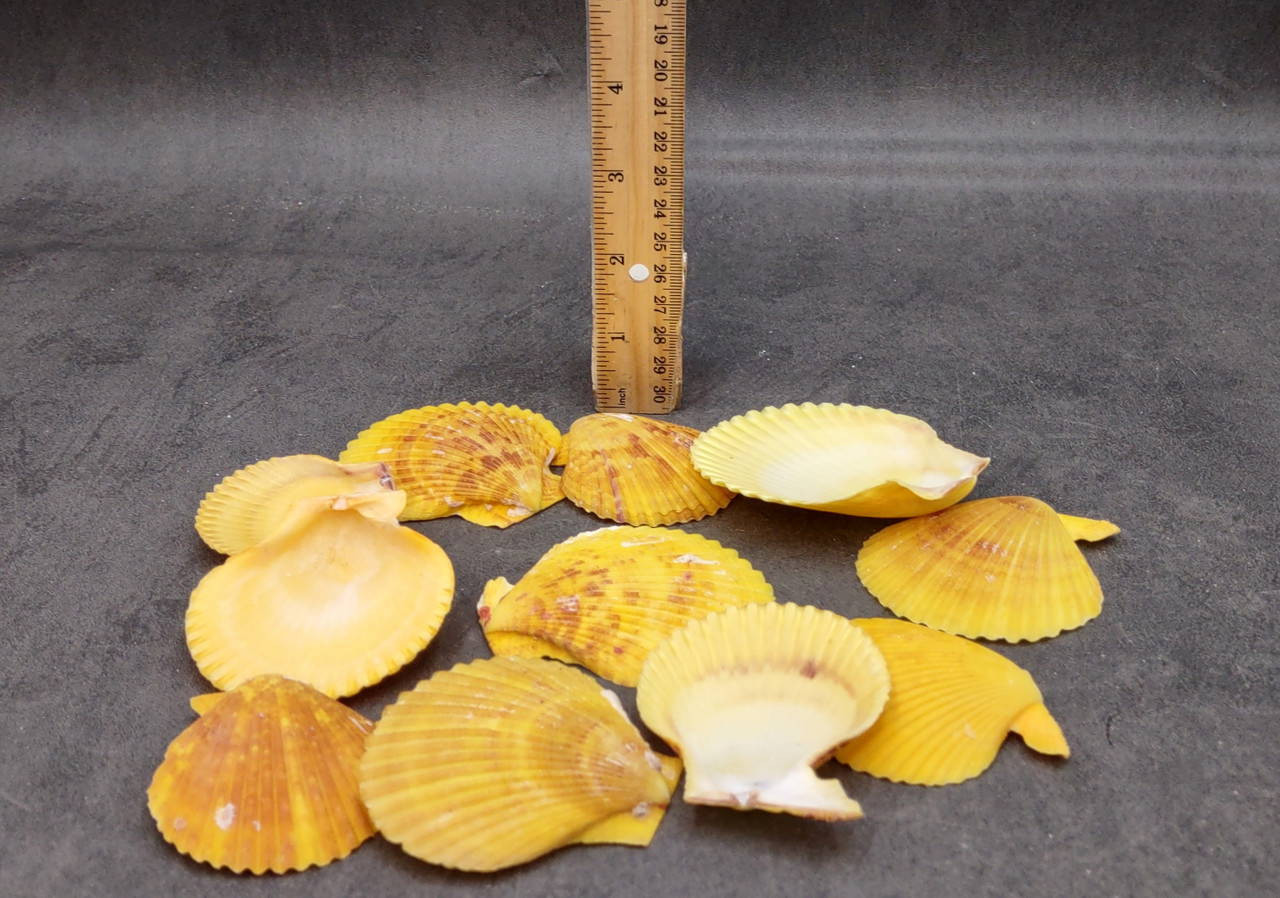 Golden Yellow Scallop Shell Halves Noble Pecten Nobolis (Approx ...