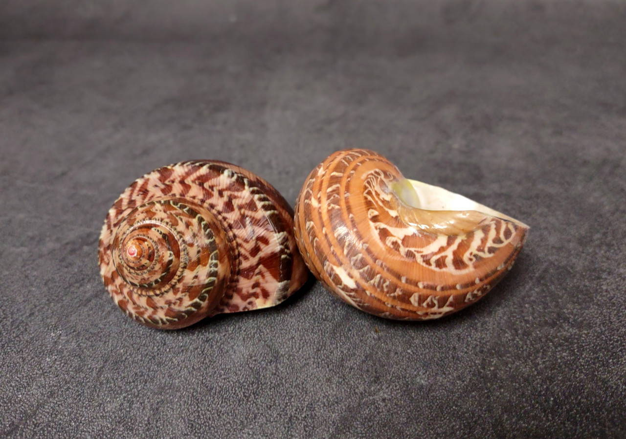 貝螺鈿矢立　Yatate decorated w/h pieces-shell Tapestry Turbo Brown Seashells Turbo Petholatus (2 shells approx