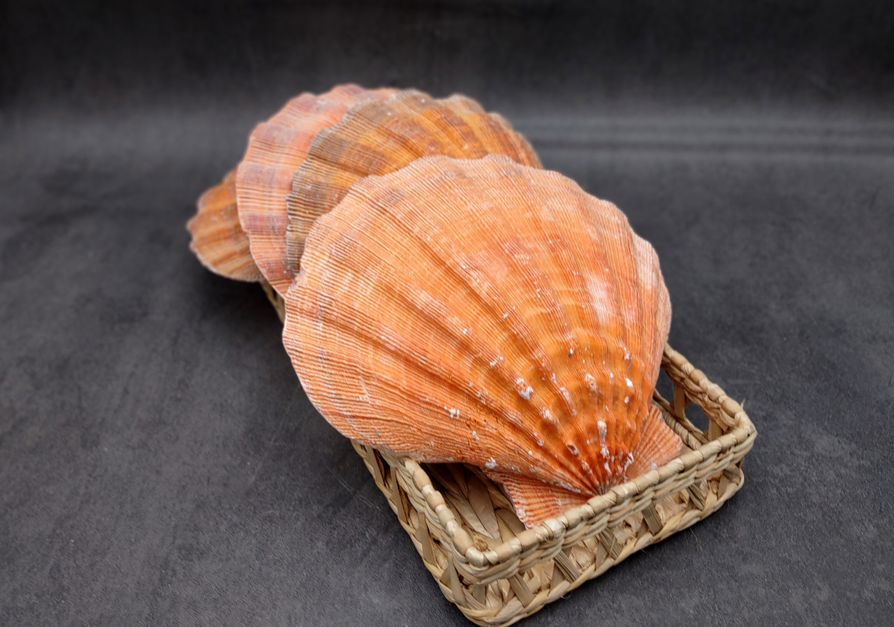 Orange Lion's Paw Scallop Seashell Pecten Subnodosus (1 shell approx. 6 ...