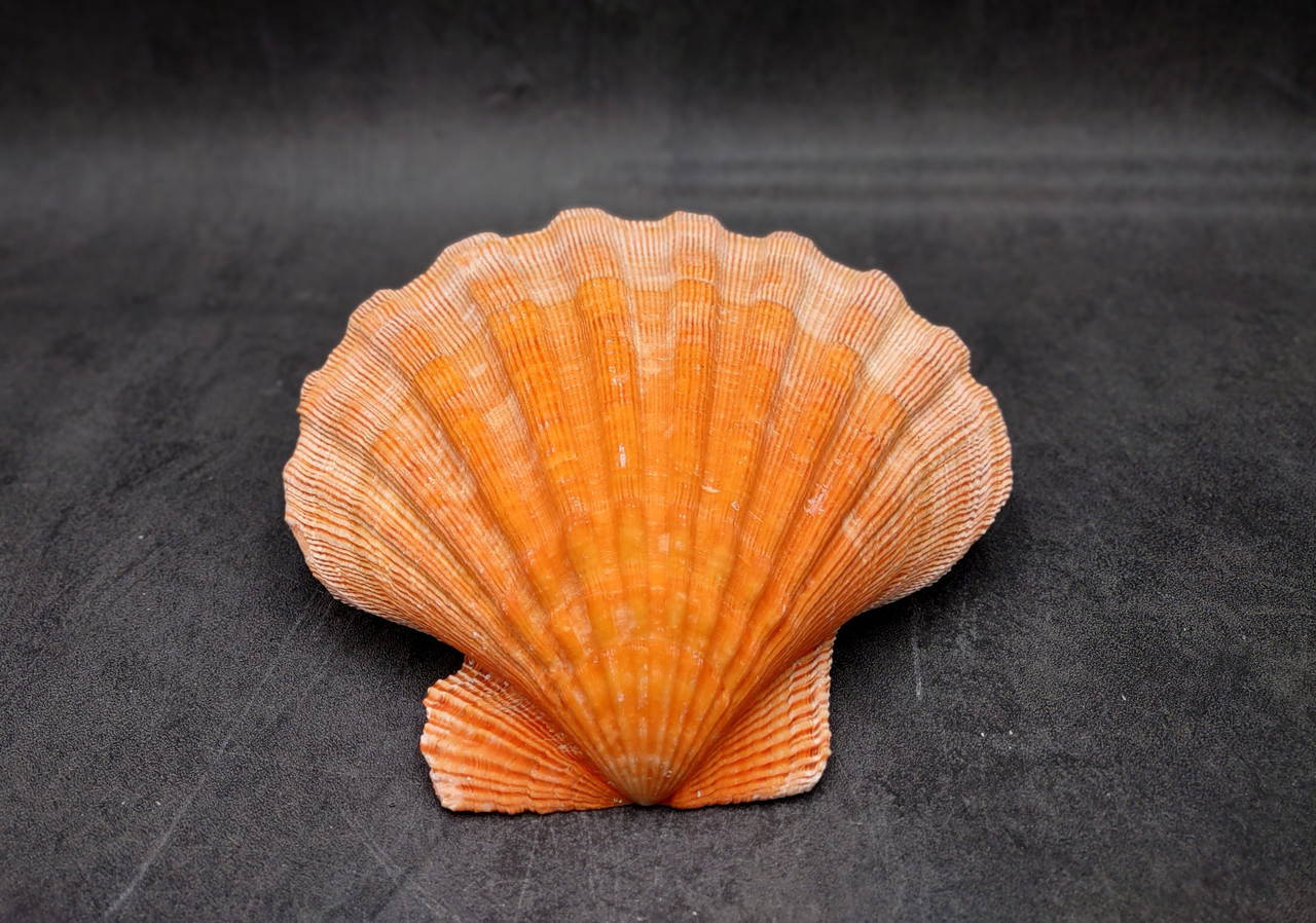 1c761338-de37-4e4a-bb37- 