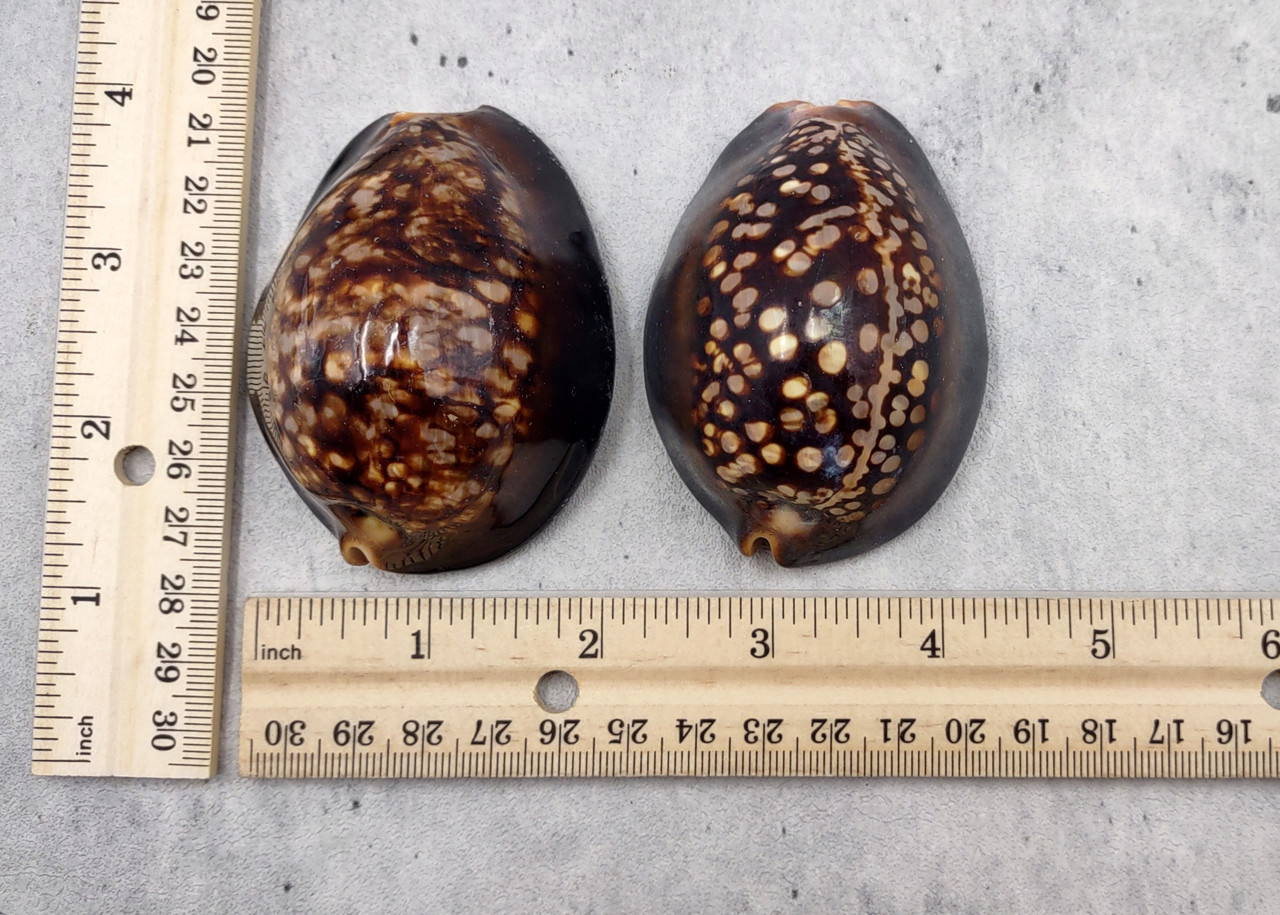 Humpback Cowrie Seashell Dark Brown Cypraea Mauritiana (1 shell approx ...