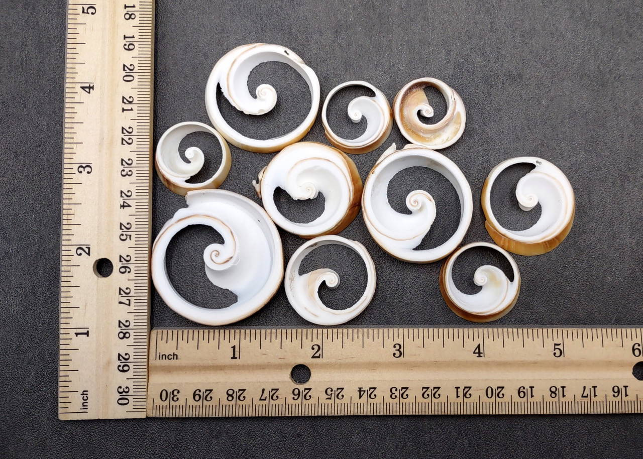 Ring Cut Tibia Conch Seashells White Brown Sliced Tibia Curta (10 ...