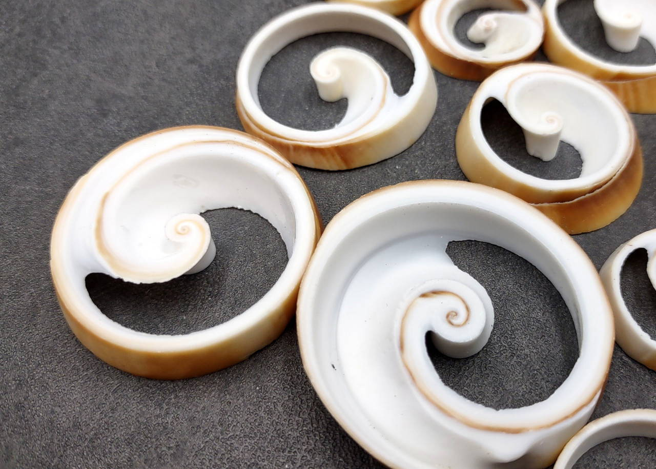 Ring Cut Tibia Conch Seashells White Brown Sliced Tibia Curta (10 ...