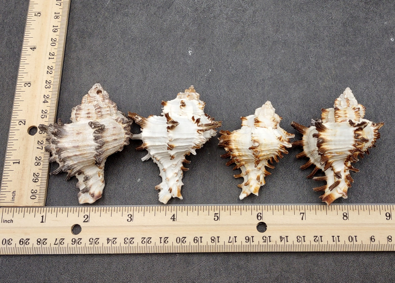 Endive Murex Seashells White Brown Murex Endivia (2 shells approx. 2 ...