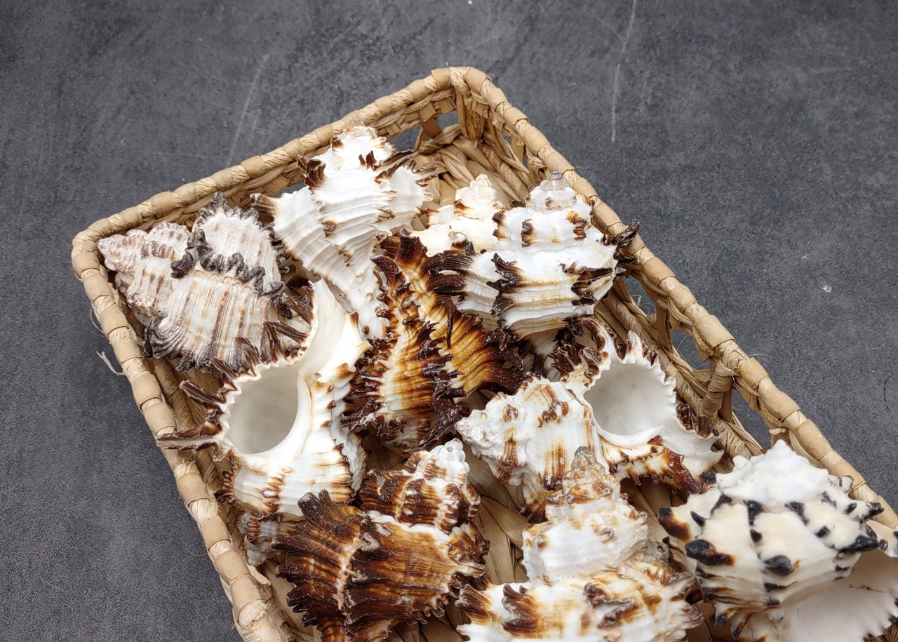 Endive Murex Seashells White Brown Murex Endivia (2 shells approx. 2 ...