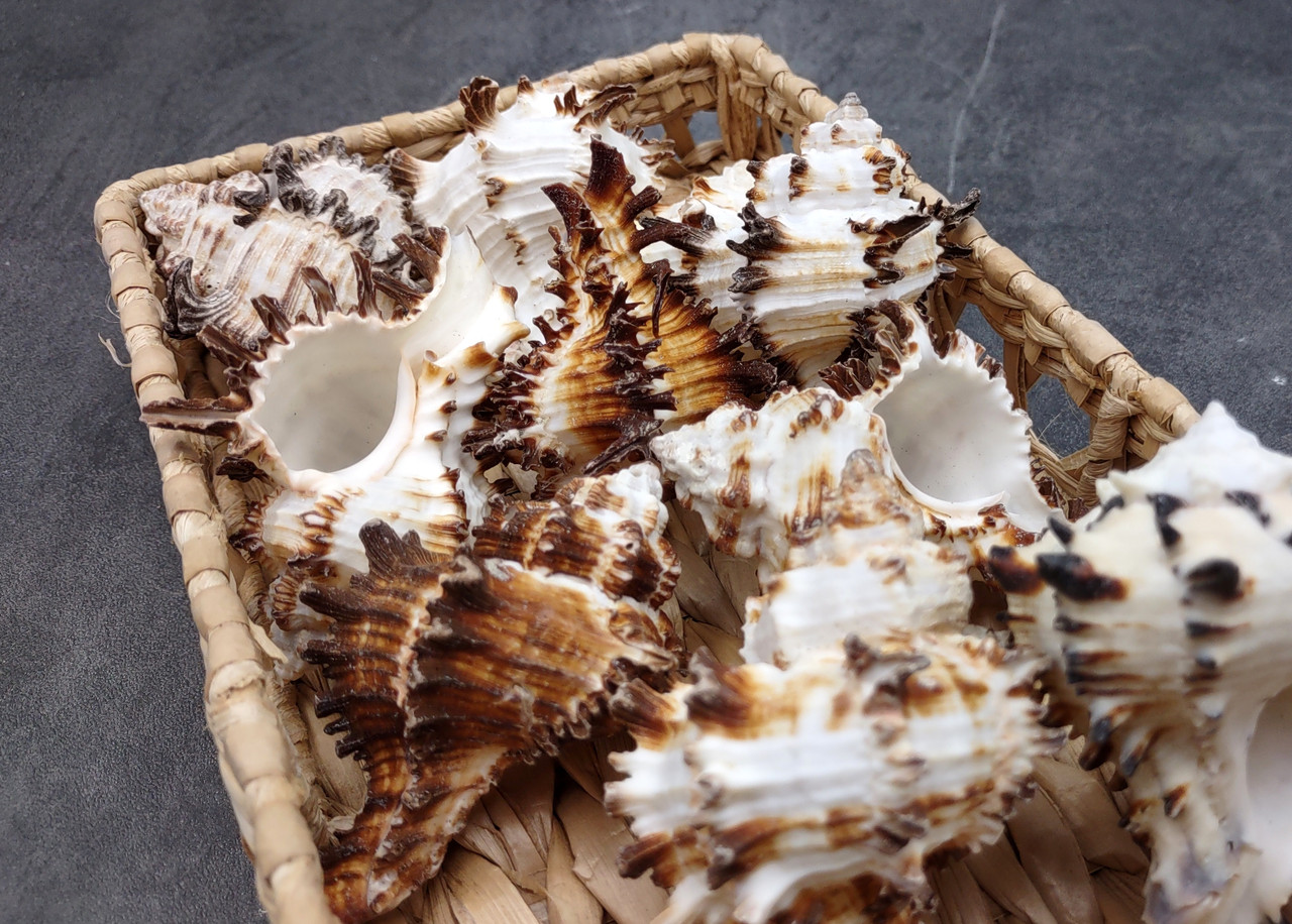 Endive Murex Seashells White Brown Murex Endivia (2 shells approx. 2 ...