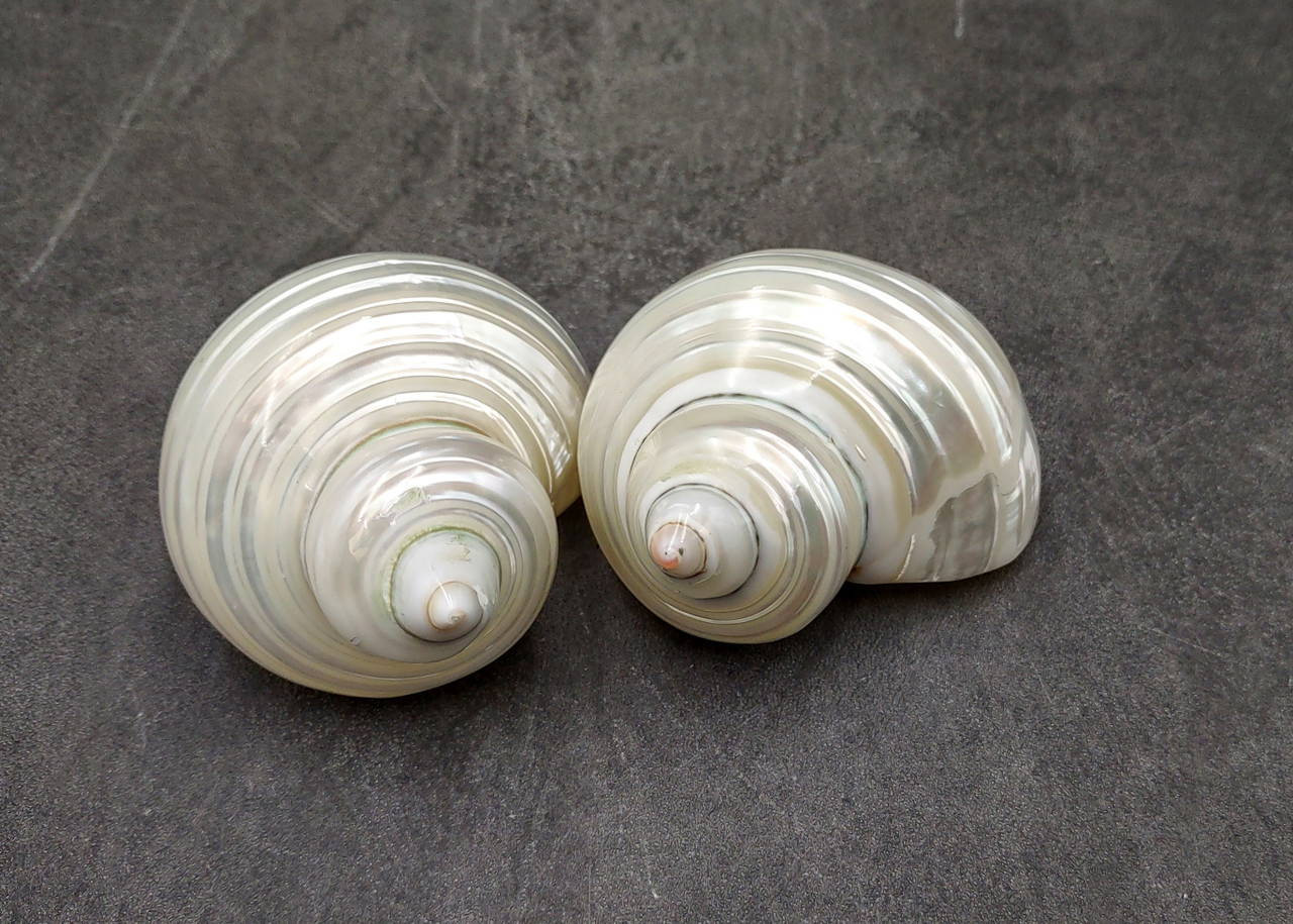 Pearlized Silver Mouth Turbo Seashells Turbo Argyrostoma (2 shells ...