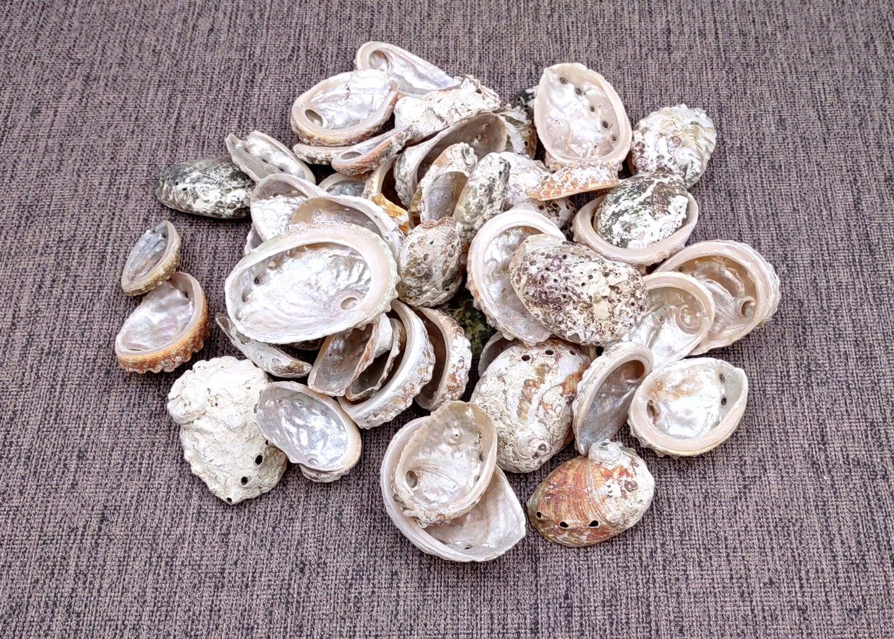 Natural Baby Abalone Seashells Rough Haliotis Rufescens (approx. HALF ...