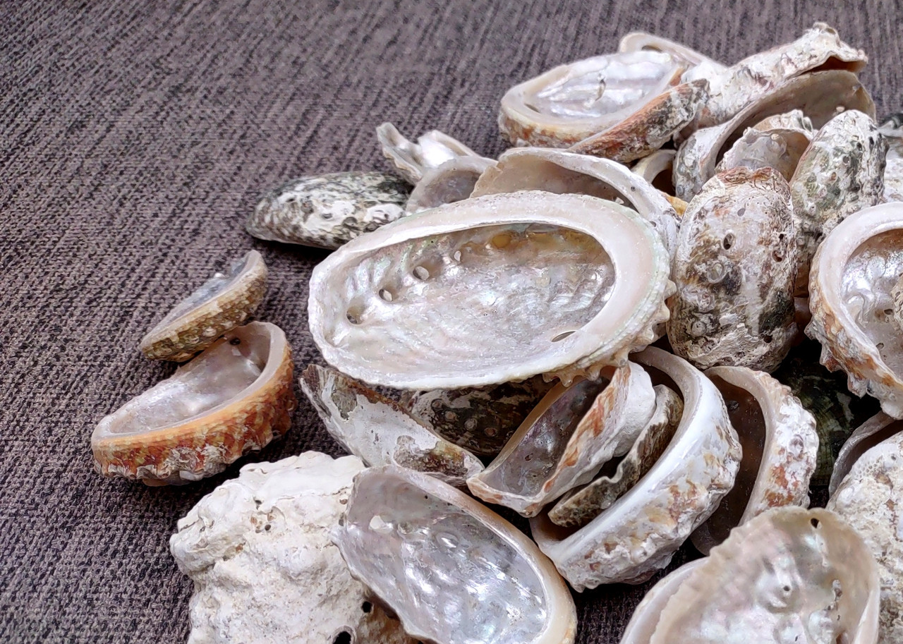 Natural Baby Abalone Seashells Rough Haliotis Rufescens (approx. HALF ...