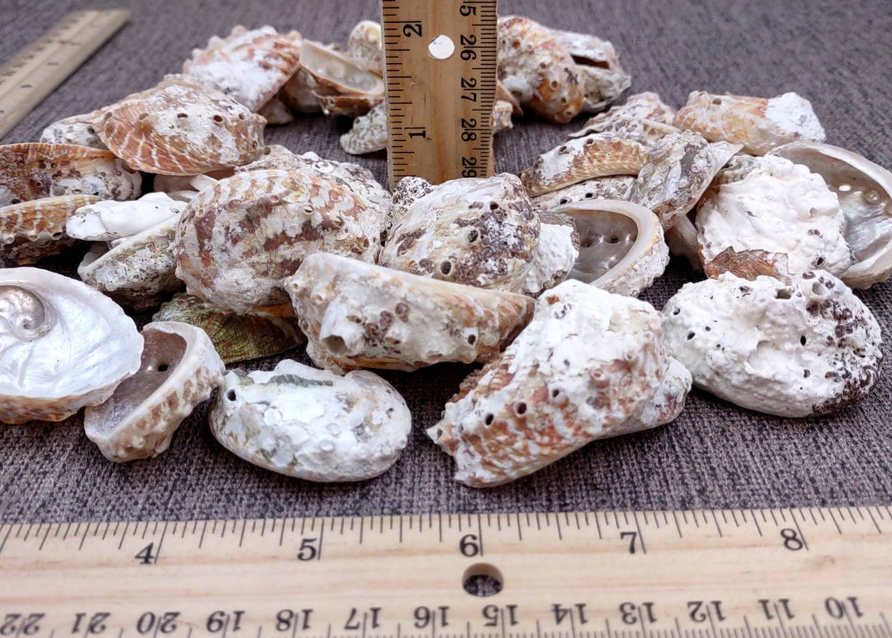 Natural Baby Abalone Seashells Rough Haliotis Rufescens (approx. HALF ...