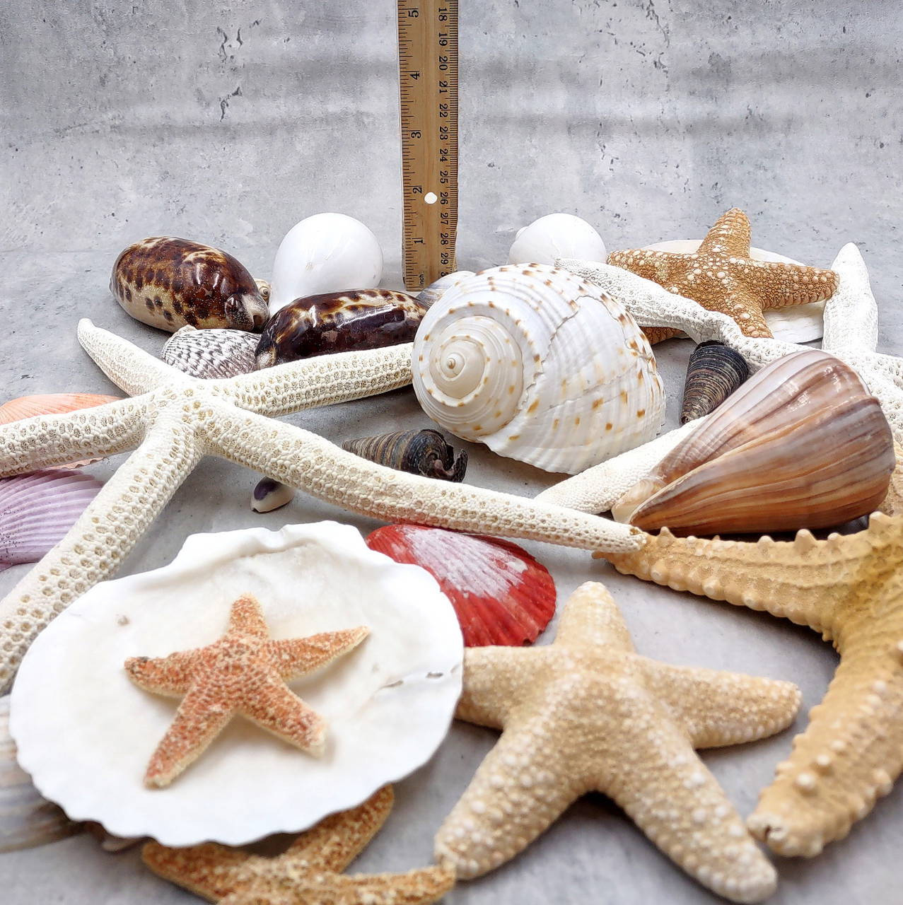 Seashell Variety Pack Assorted Mix B GRADE (Approx. 40+ Shells 2-12 ...