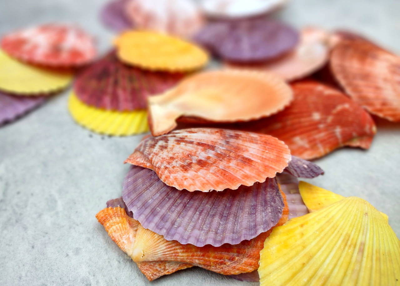 Scallop Seashell Halves Red Yellow Purple Pecten Nobilis (5 shell ...