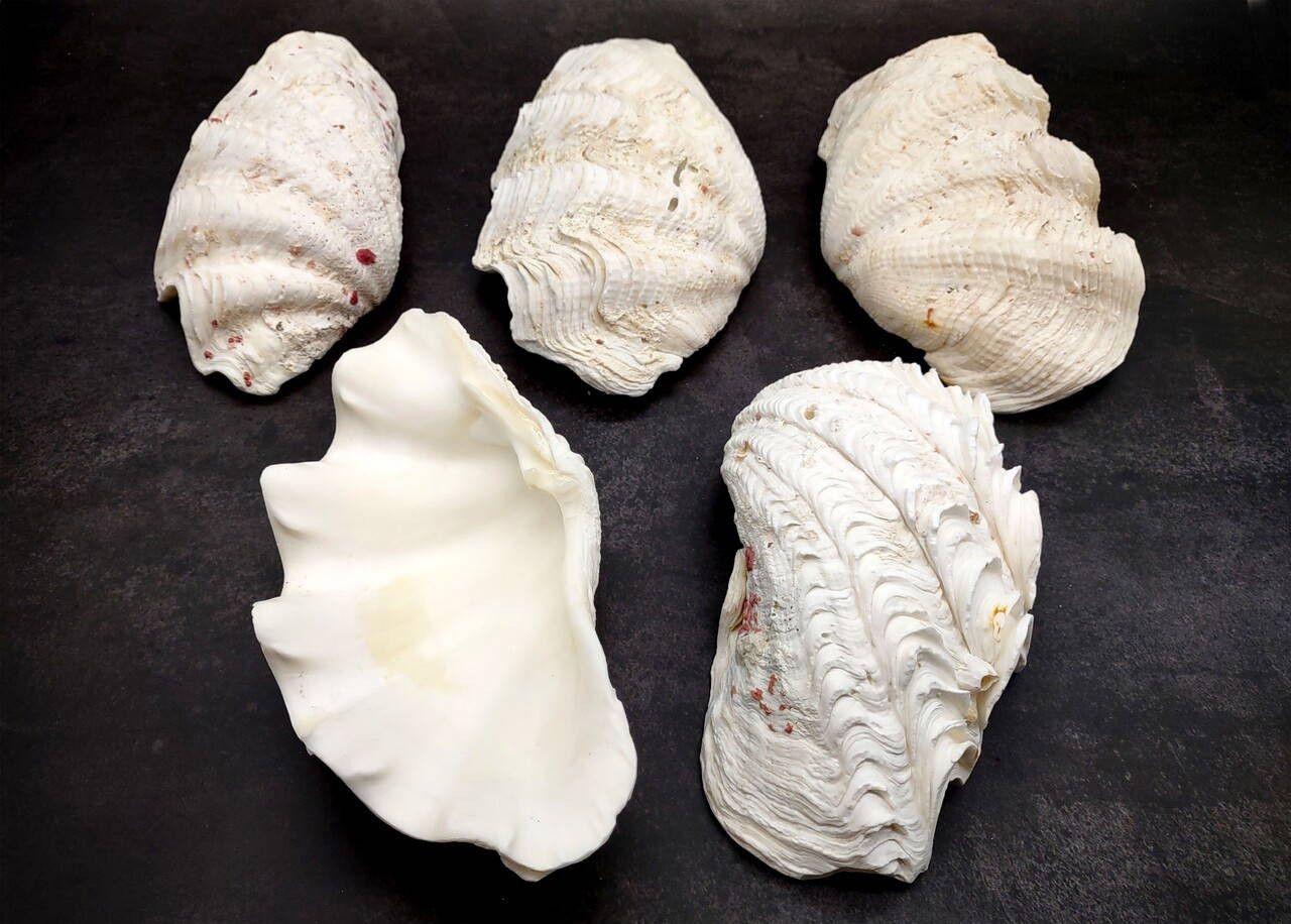 De Rasa Shells Derasa Clam Seashell Half White Tridacna Derasa (1 shell approx. 7 ...