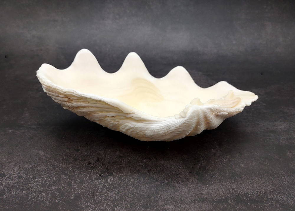 De Rasa Shells Derasa Clam Seashell Half White Tridacna Derasa (1 shell approx. 7 ...