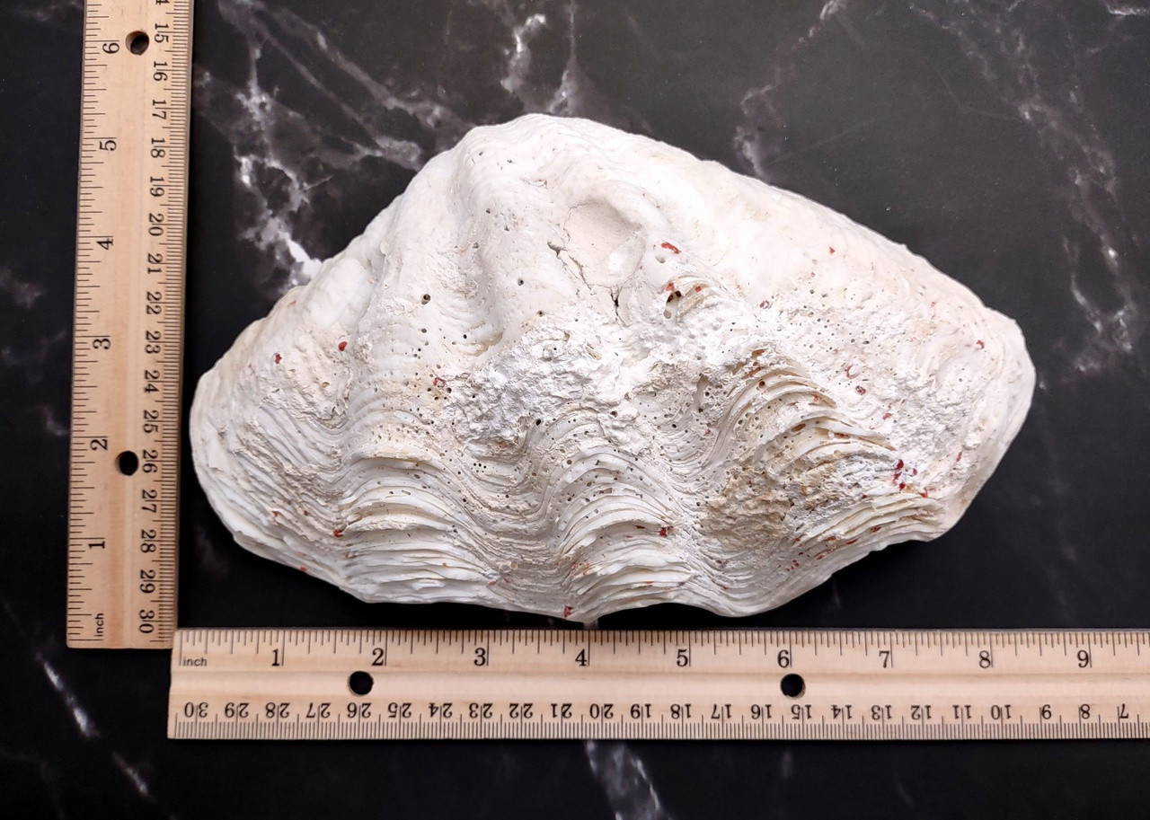 De Rasa Shells Derasa Clam Seashell Half White Tridacna Derasa (1 shell HALF approx. 8 ...