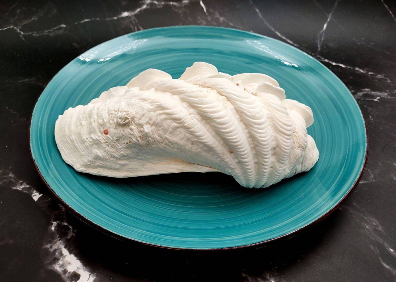 De Rasa Shells Derasa Clam Seashell Half White Tridacna Derasa (1 shell HALF approx. 8 ...