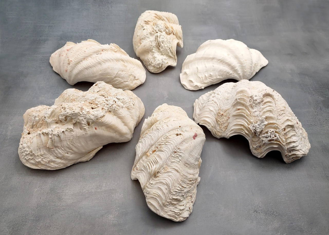 De Rasa Shells Derasa Clam Seashell Half White Tridacna Derasa (1 shell HALF approx. 6 ...