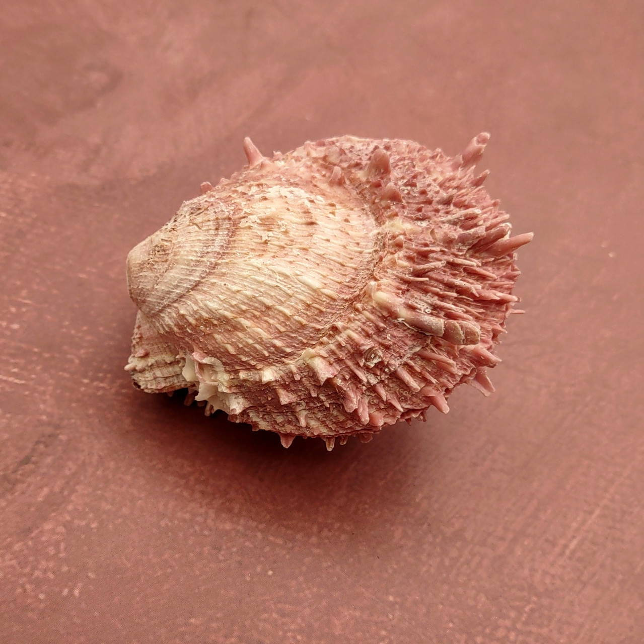 貝殻 Oocorys Lussii Pink Spiny Oyster Seashell Pair Spondylus Barbatus (1 shell pair