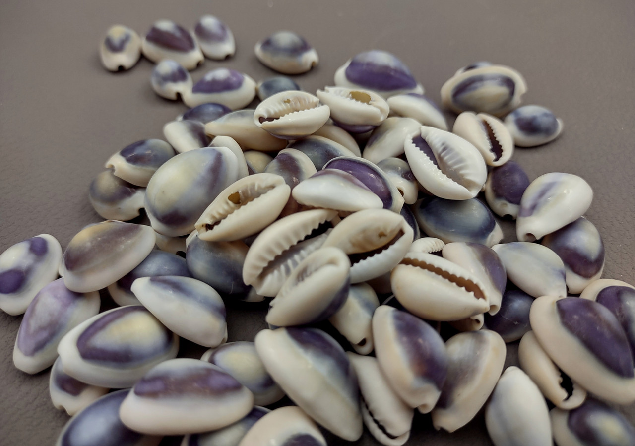Purple Top Cowrie Seashells Bulk Cypraea Annulus (approx. half cup 45 ...
