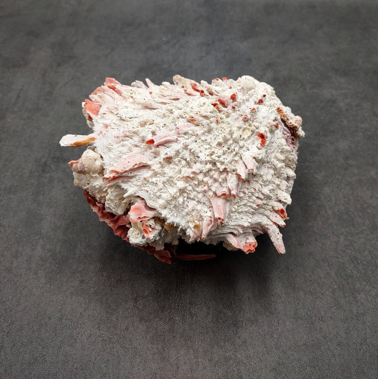 Large Spiny Oyster Seashell Pair Pink White Spondylus Barbatus (1