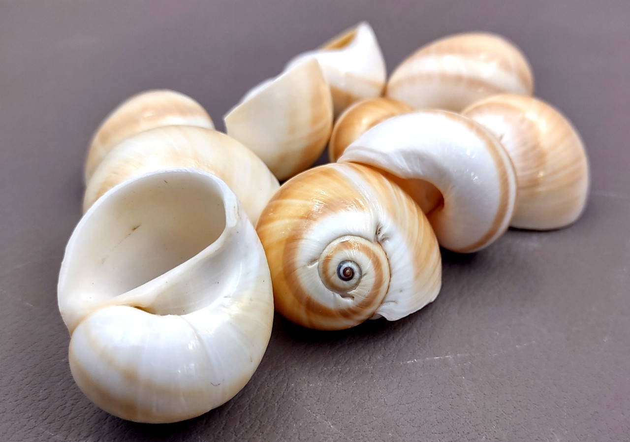Shark Eye Moon Seashells White Tan Polinices Duplicatus (10 shells