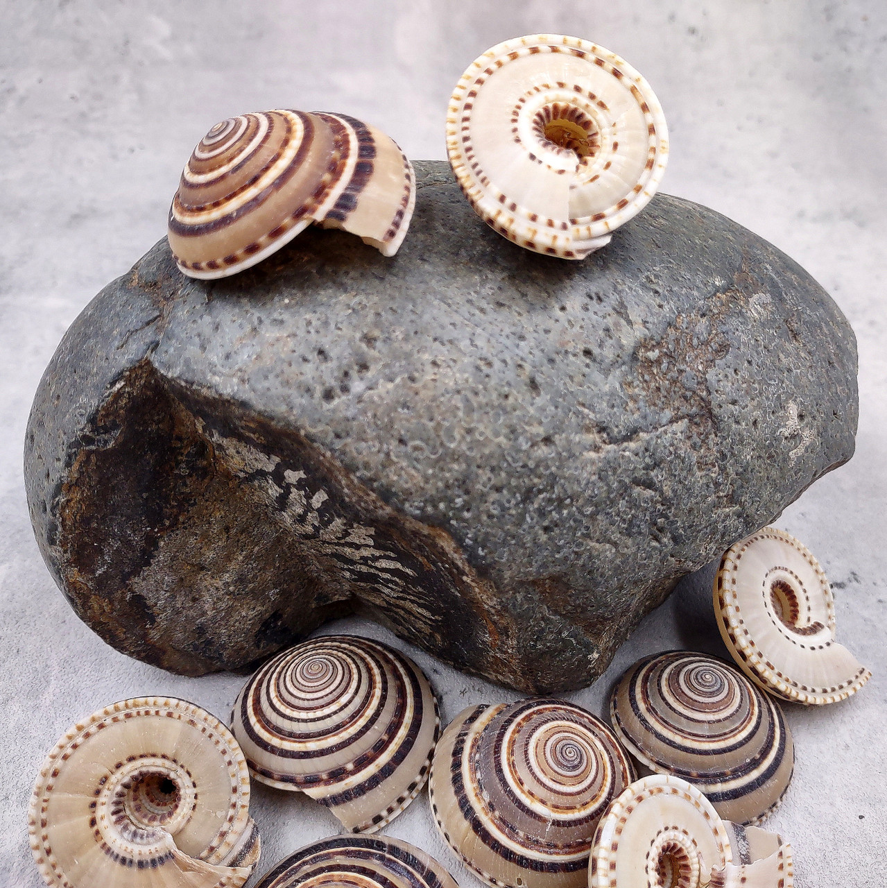 Perspective Sundial Seashells Architectonica Perspectiva (10 shells ...