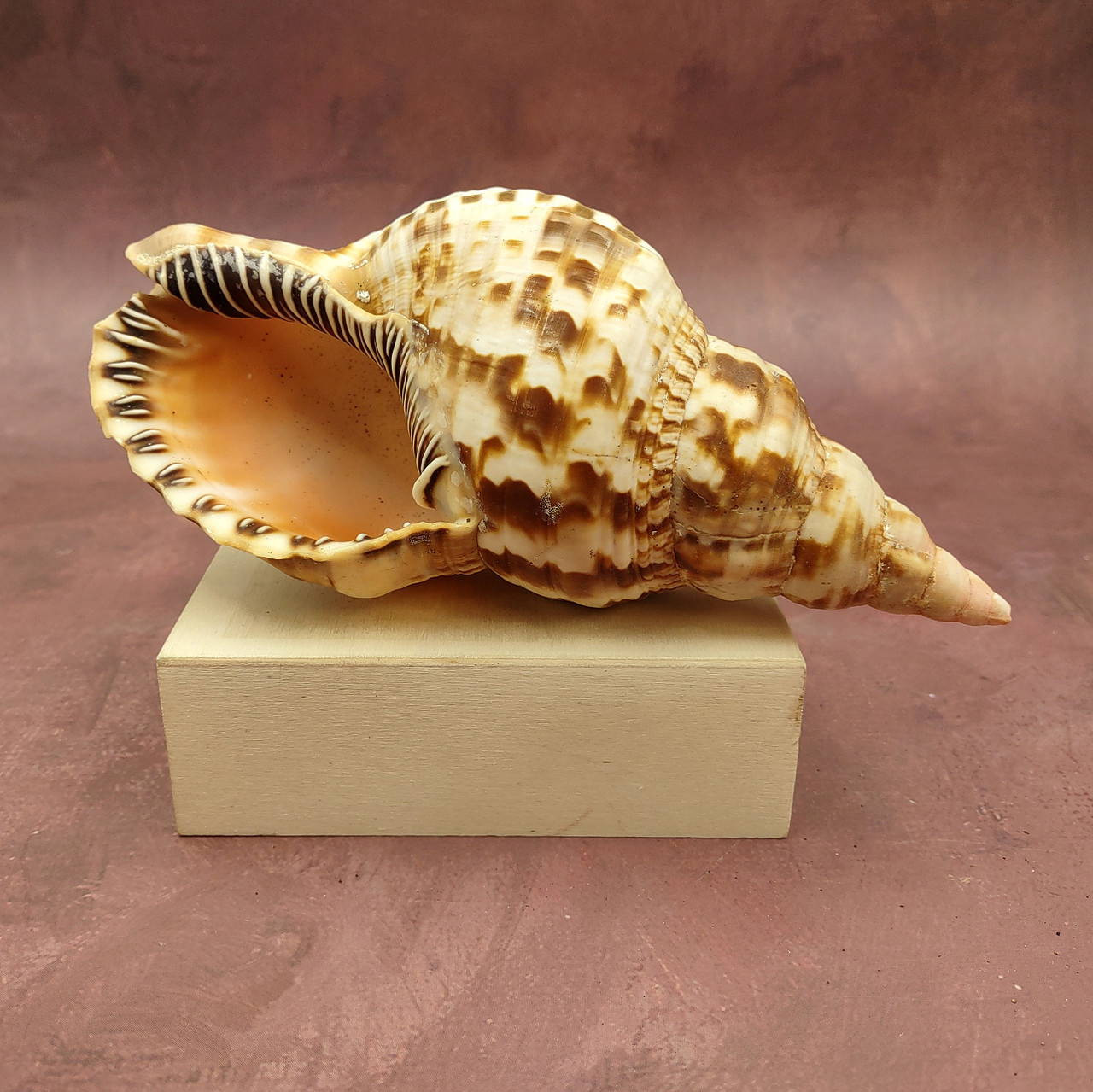 Trition Shell Caribbean Triton Seashell Large Charonia Tritonis (1 shell approx. 7 ...