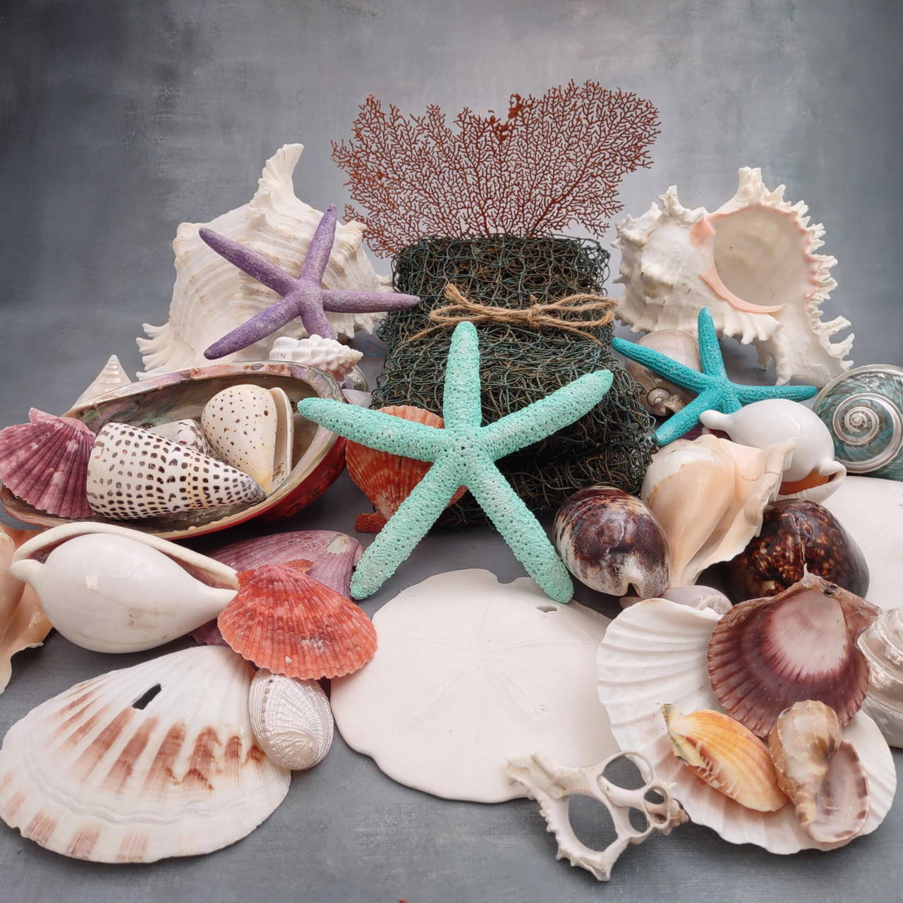 Seashell Variety Pack Assorted Mix B GRADE (Approx. 40+ Shells 2-12 ...