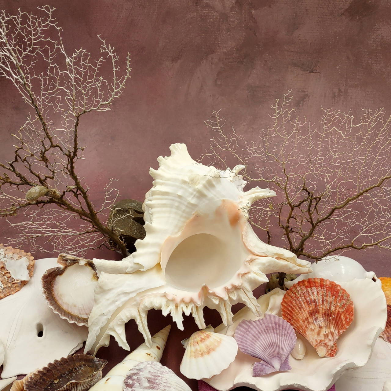 Seashell Variety Pack Assorted Mix B GRADE (Approx. 50+ Shells 2-8 ...