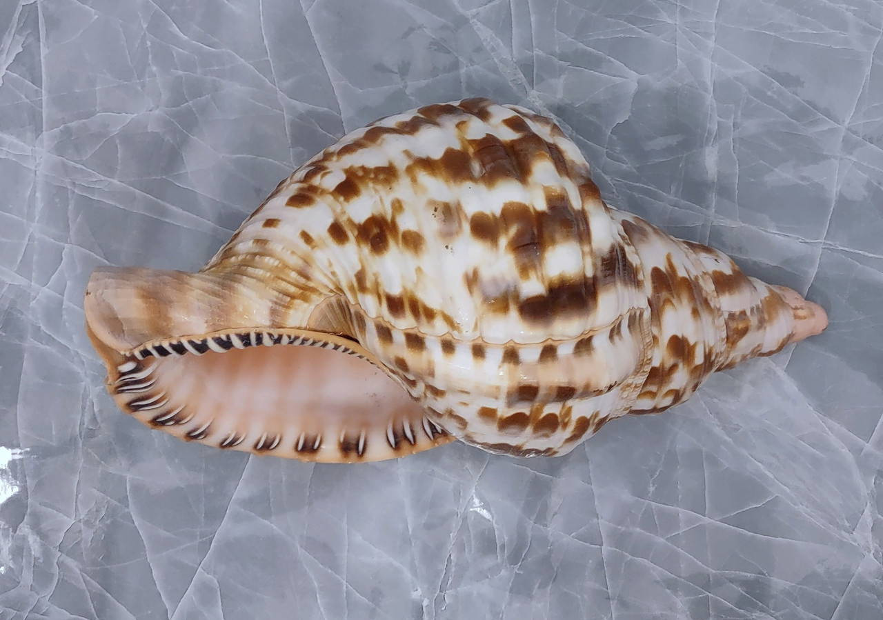 Trition Shell Caribbean Triton Seashell Charonia Tritonis (1 shell approx. 7+ inches ...