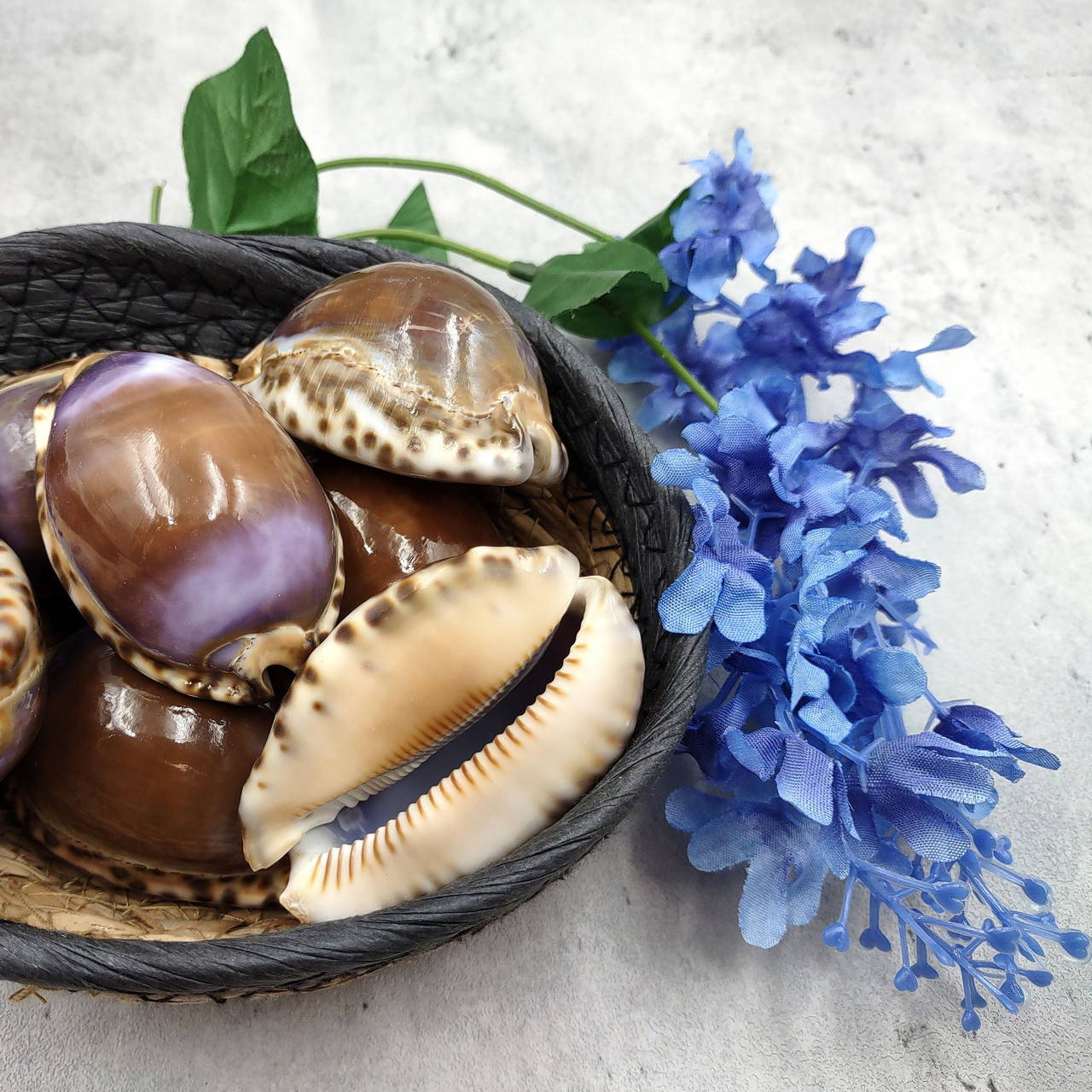 Purple Top Brown Arabian Cowrie Seashells Cypraea Arabica (2 shells ...