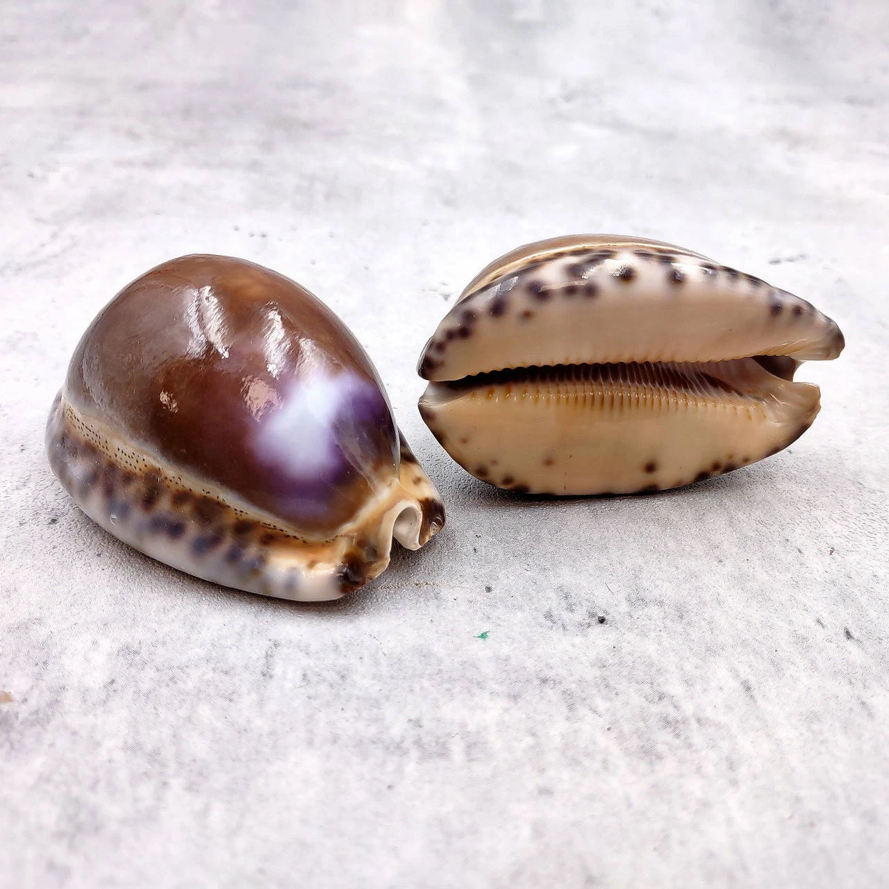 Purple Top Brown Arabian Cowrie Seashells Cypraea Arabica (2 shells ...