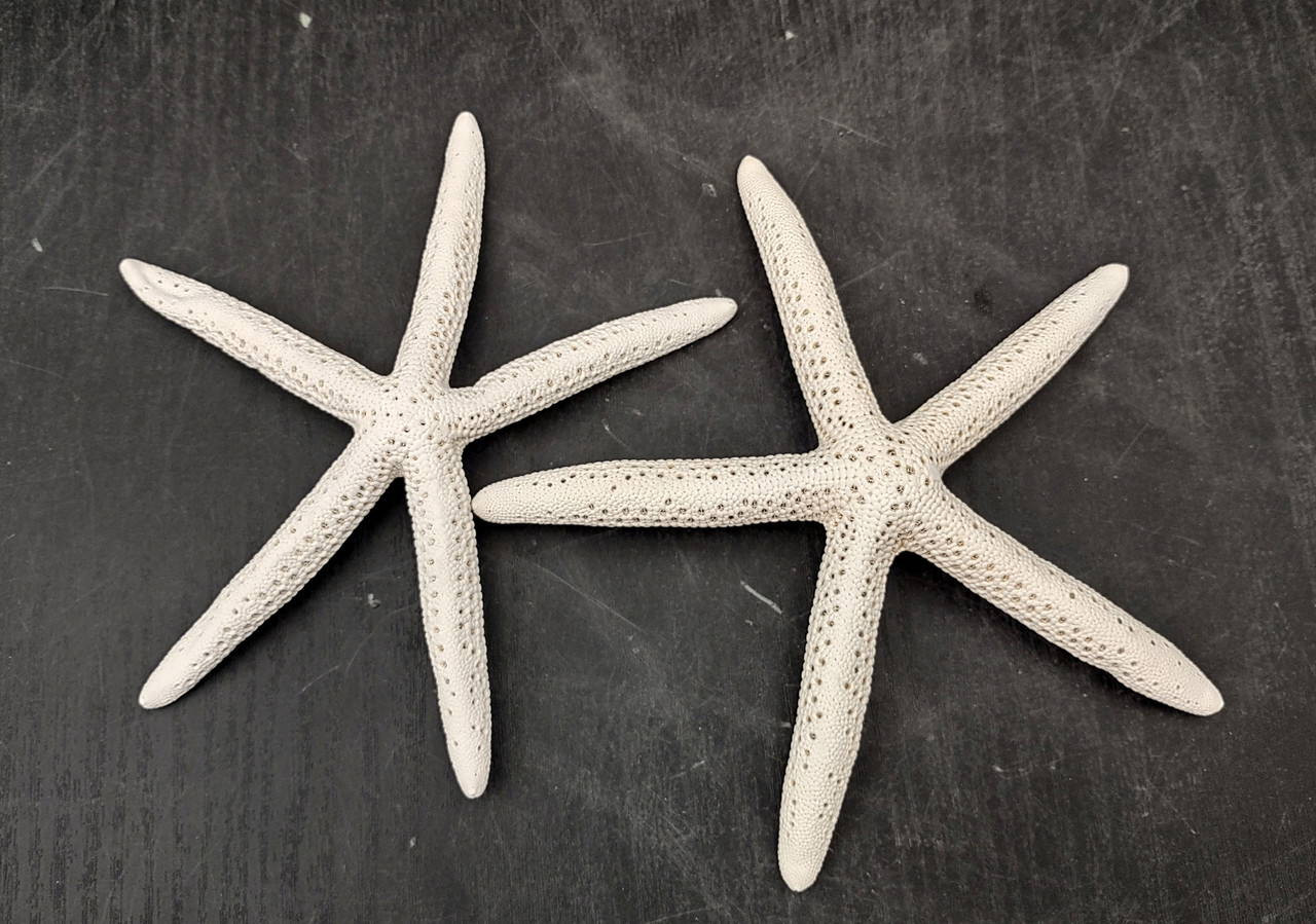 White Finger Starfish Linckia Laevigata (2 starfish approx. 5+
