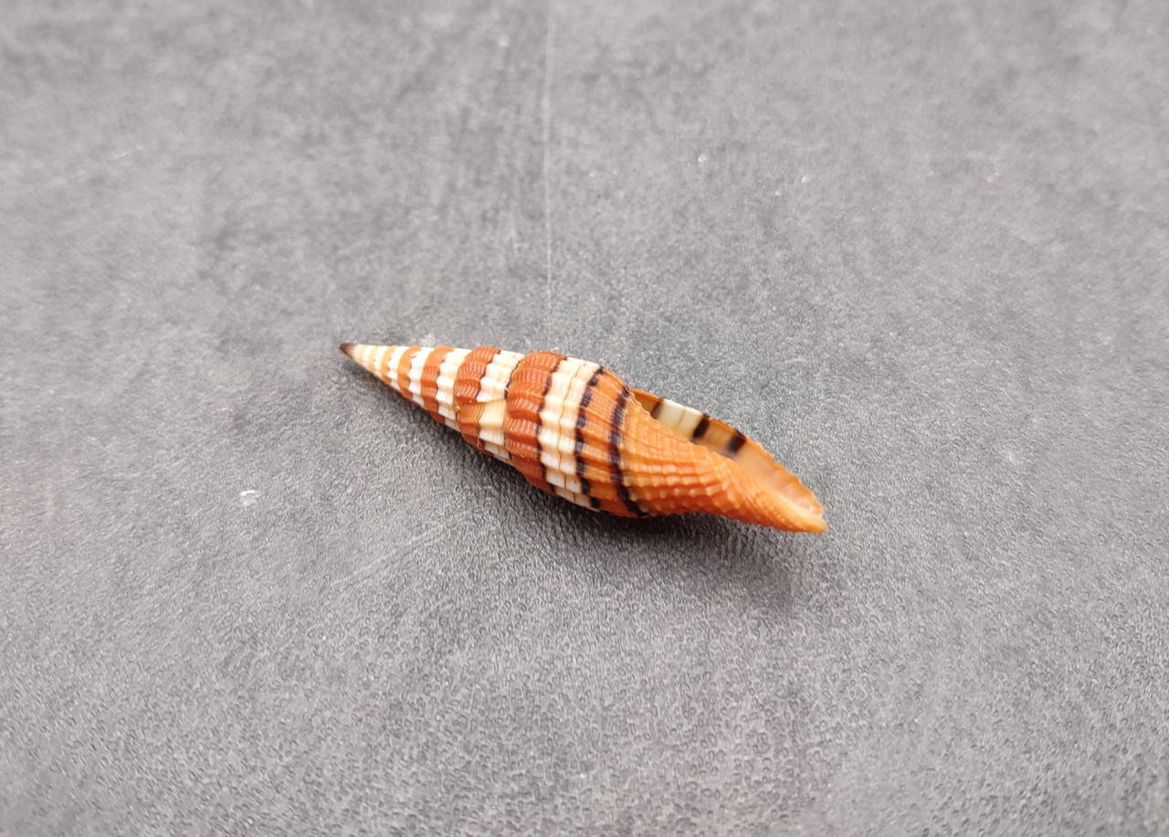 core shell さま⭐︎ Queen Miter Seashell Mitra Compressum (1 shell approx. 1.75+